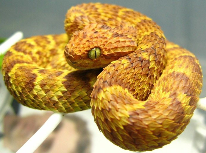 Atheris Desaixi
