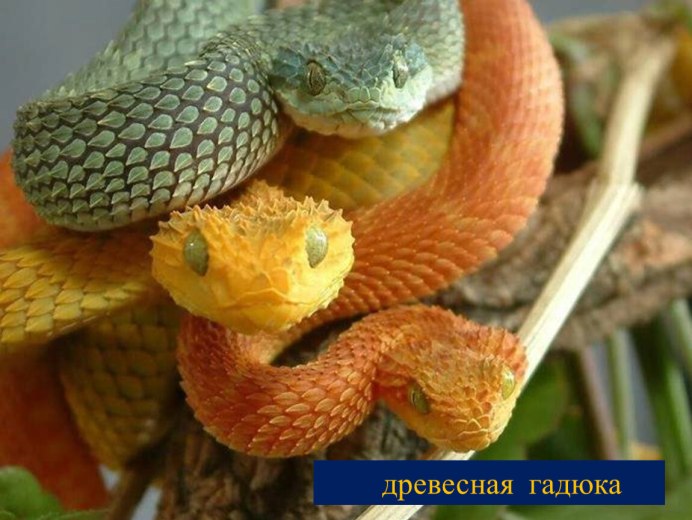 Змея колючая кустарниковая гадюка