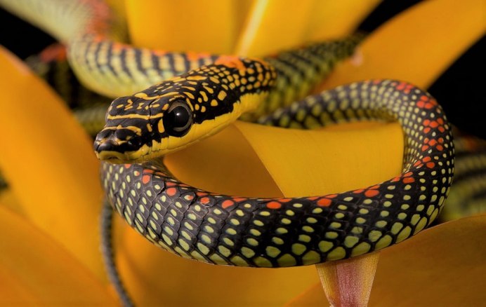 Chrysopelea taprobanica
