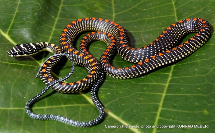Bush Viper змея