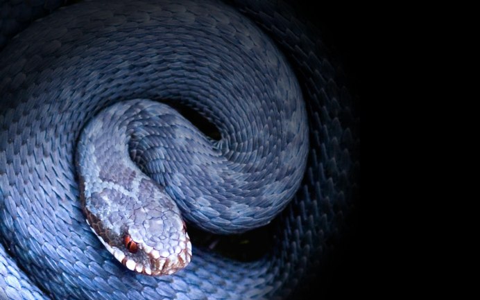 Bush Viper змея