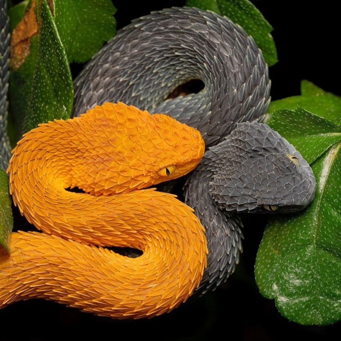 Кустарниковая гадюка (Atheris