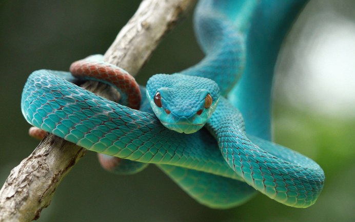 Кустарниковая гадюка (Atheris