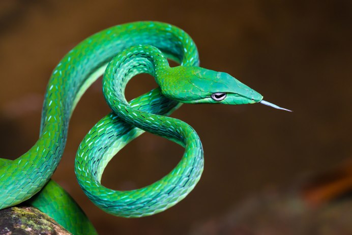 Колючая кустарниковая гадюка (Atheris hispida)