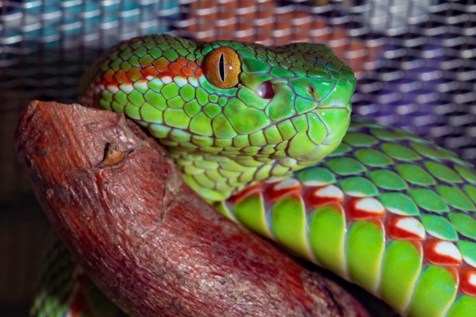 Chrysopelea Paradisi змея