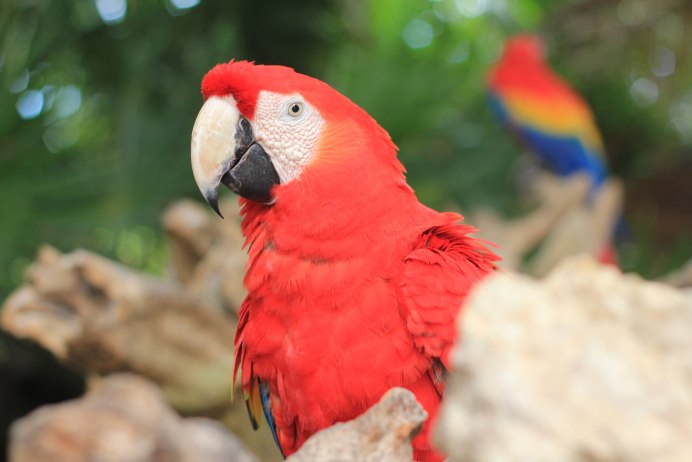 Красный попугай Lorikeet