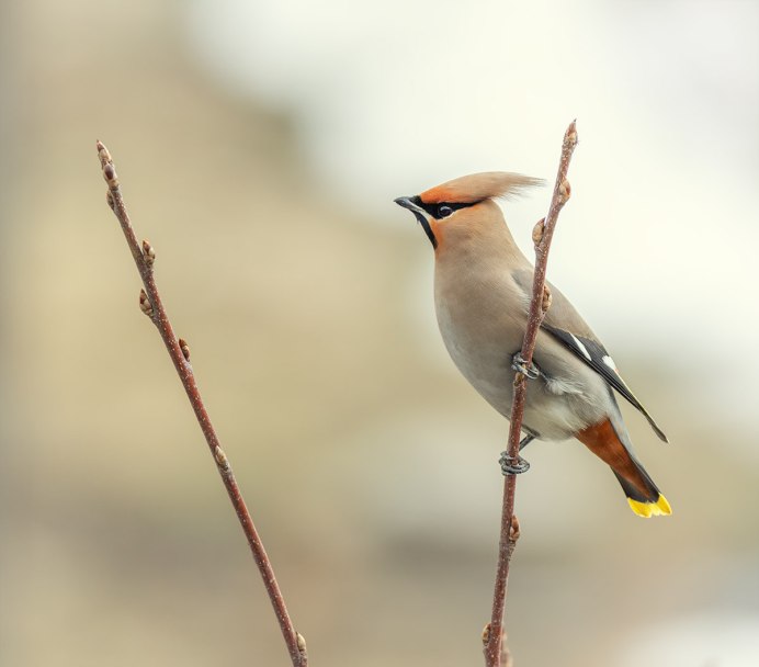 Bombycilla garrulus