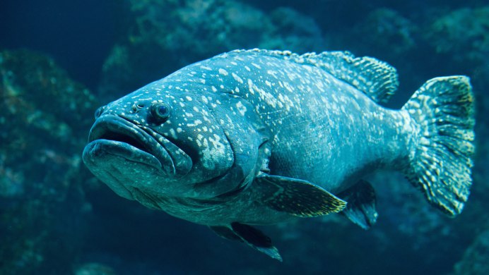 Red Grouper