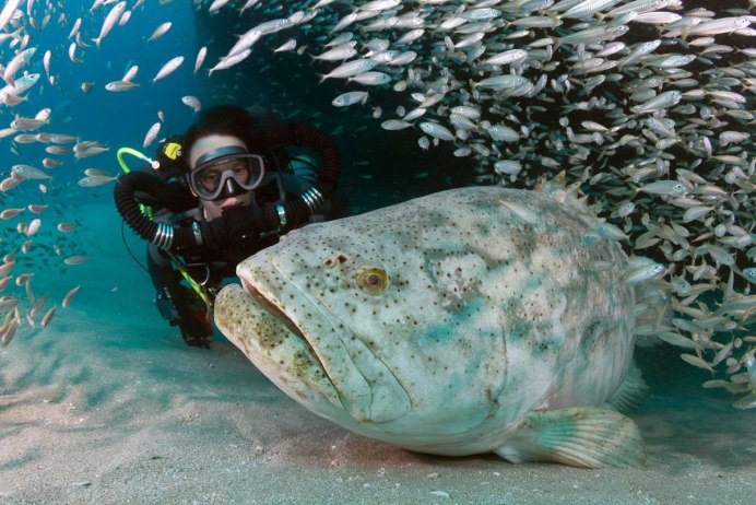 Epinephelus tukula