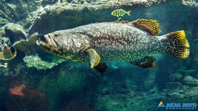 Морской окунь Epinephelus lanceolatus