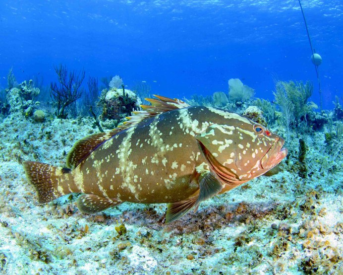 Leimadophis Epinephelus