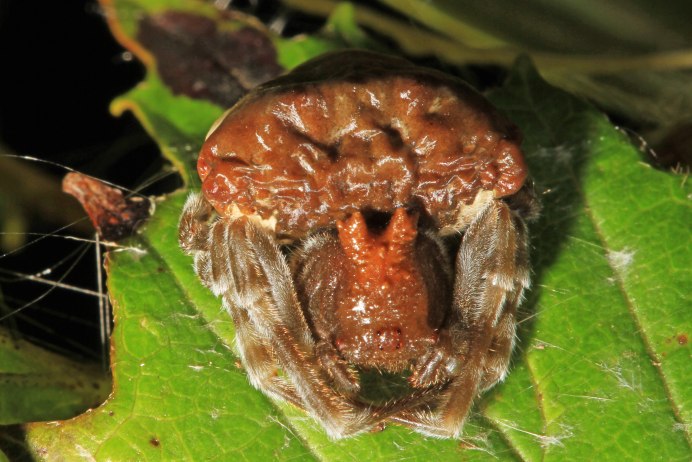 Паук Mastophora gasteracanthoides