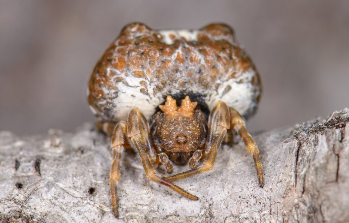 Паук Mastophora gasteracanthoides