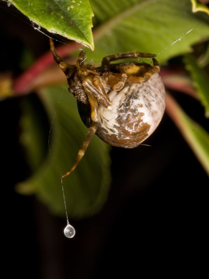 Mastophora cornigera