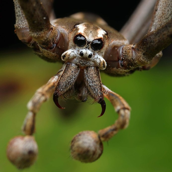 Pisaura Mirabilis