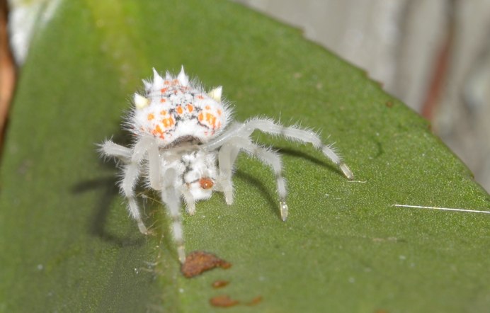 Encyosaccus sexmaculatus паук