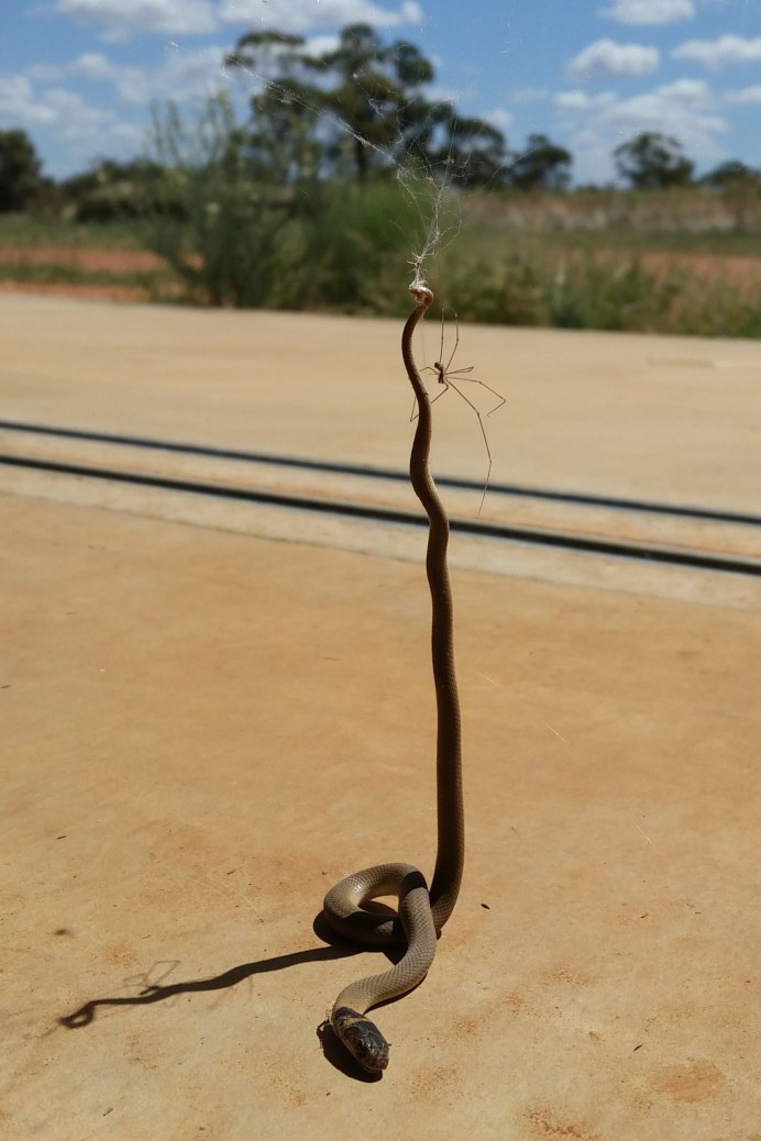 Deinopis subrufa