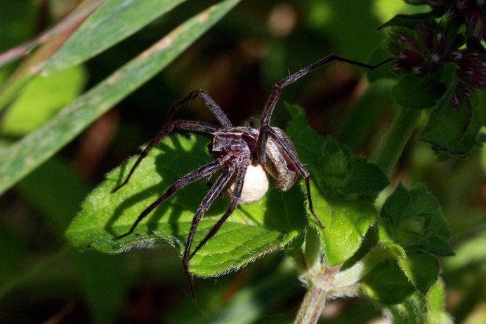 Deinopis subrufa
