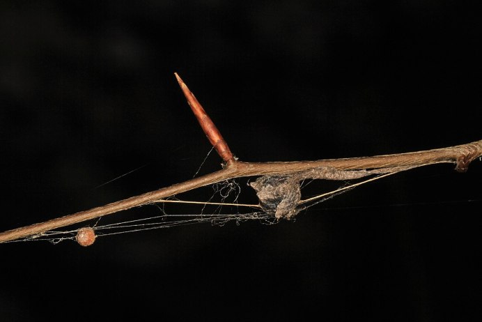 Spider Egg