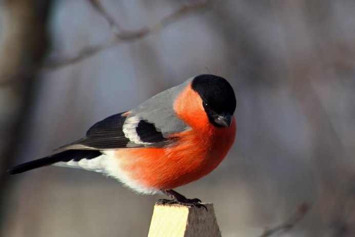 Красноголовый Снегирь