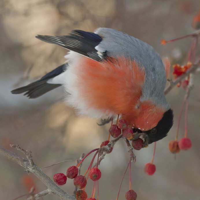Птицы Ленинградской области Снегирь