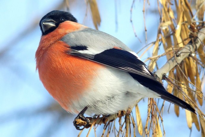 Желтогрудый Снегирь