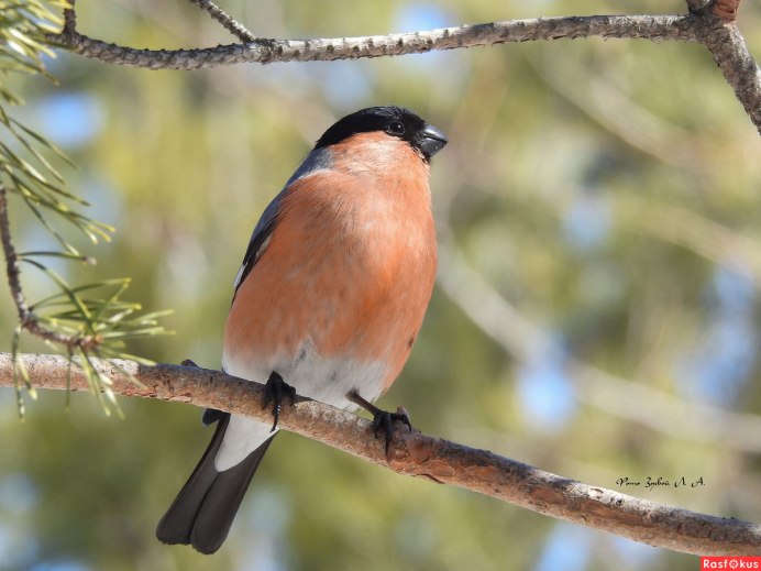 Снегирь в Забайкалье