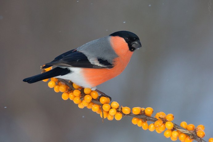 Синий Снегирь