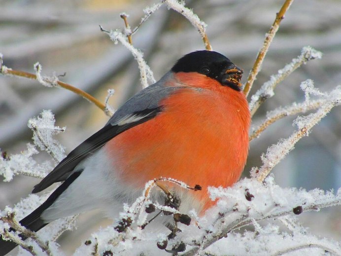 Снегирь Кардинал