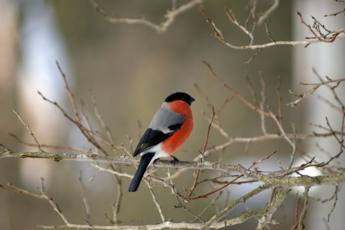 Зяблик клюв