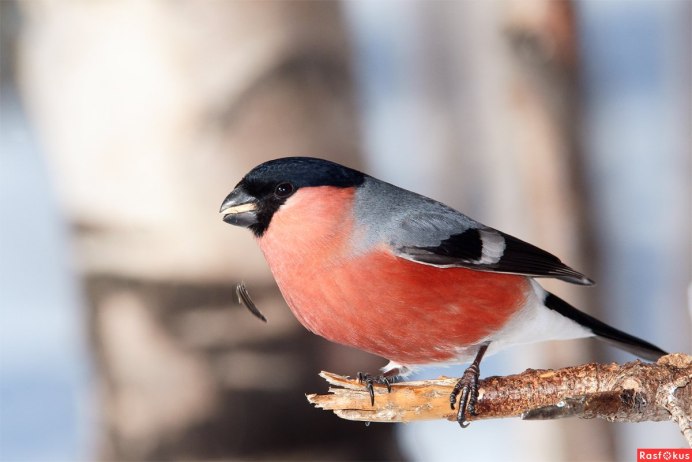 Снегирь обыкновенный pyrrhula pyrrhula