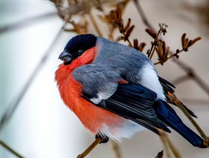 Снегирь масковый