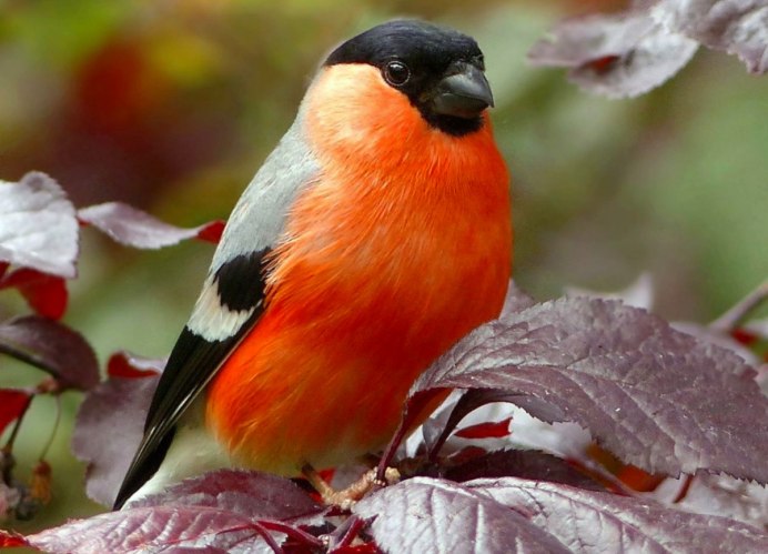 Птица Снегирь Азорский