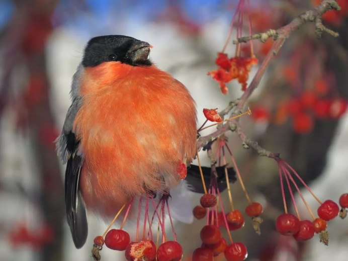 Снегирь обыкновенный pyrrhula pyrrhula