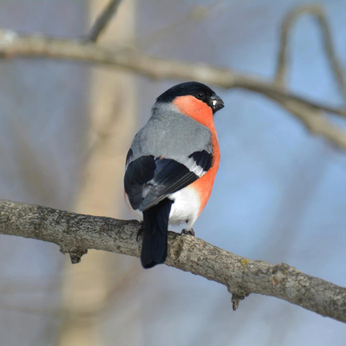 Желтогрудый Снегирь