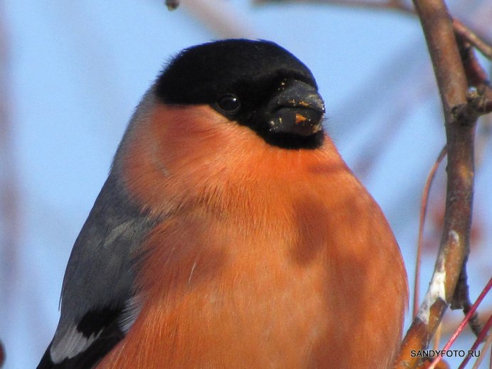 Снегирь красногрудый красавец