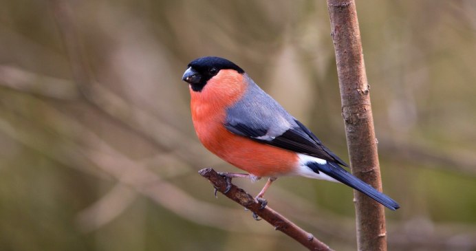 Красногрудый Воробей