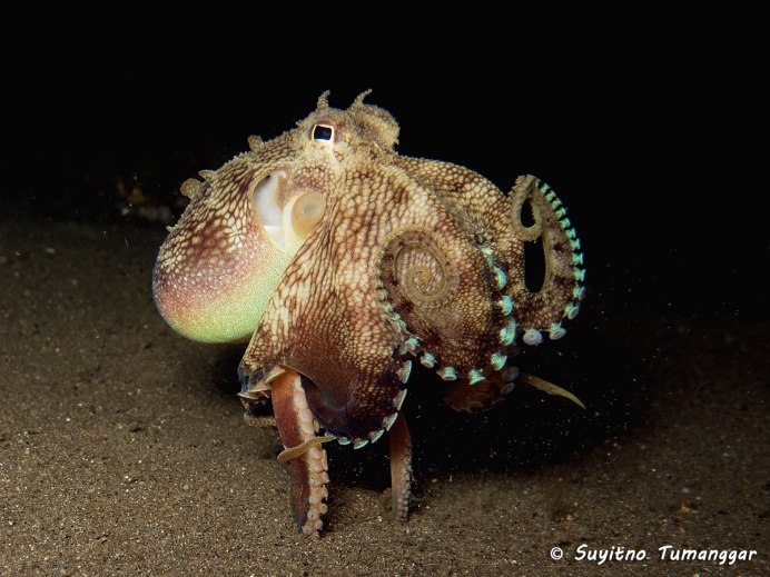 Кокосовый осьминог (Coconut Octopus)