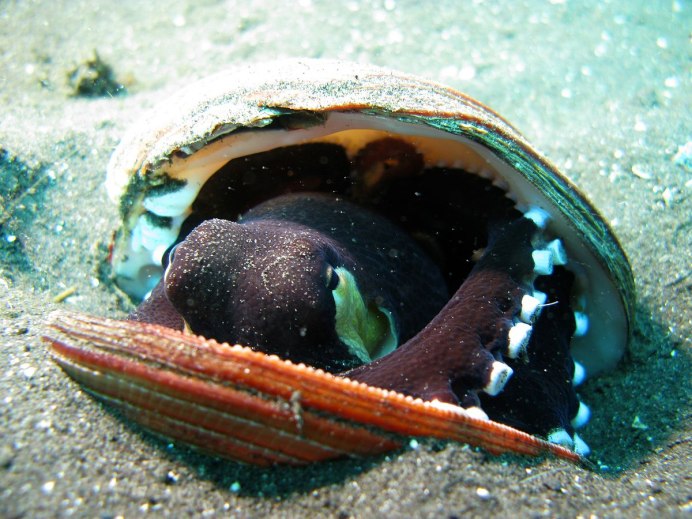 Кокосовый осьминог (Coconut Octopus)