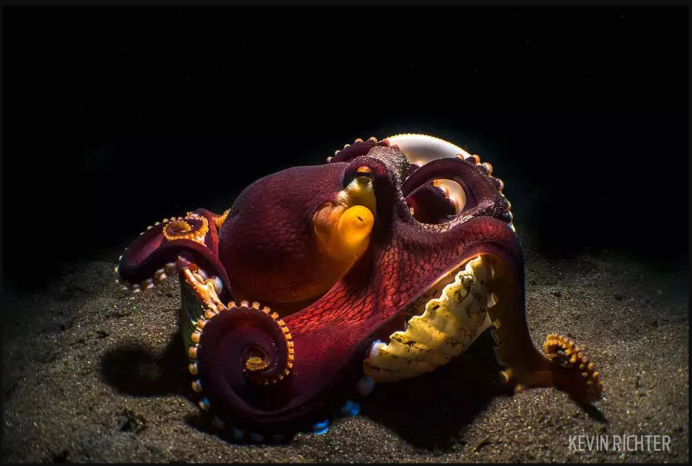 Octopus and Coconut Shell