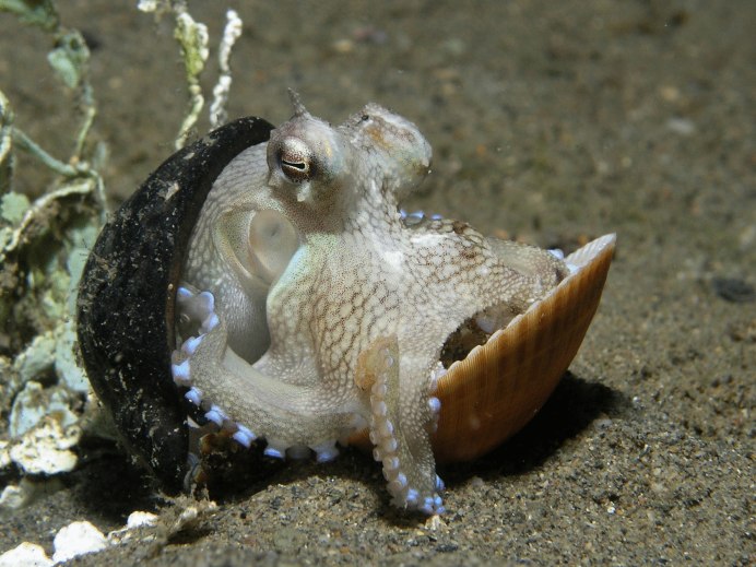 Морские животные одиночки