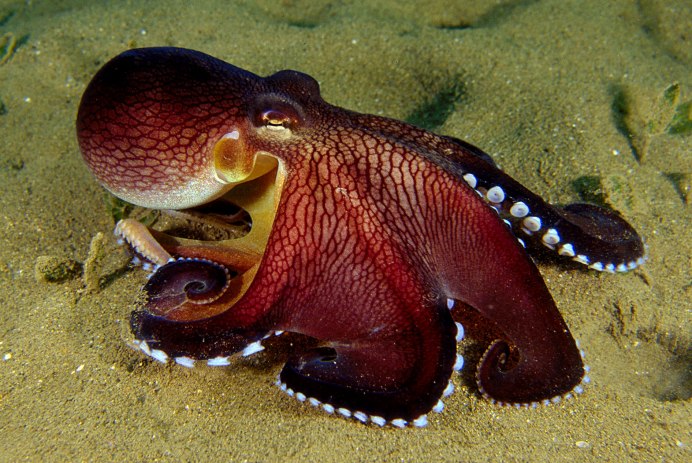 Amphioctopus mototi