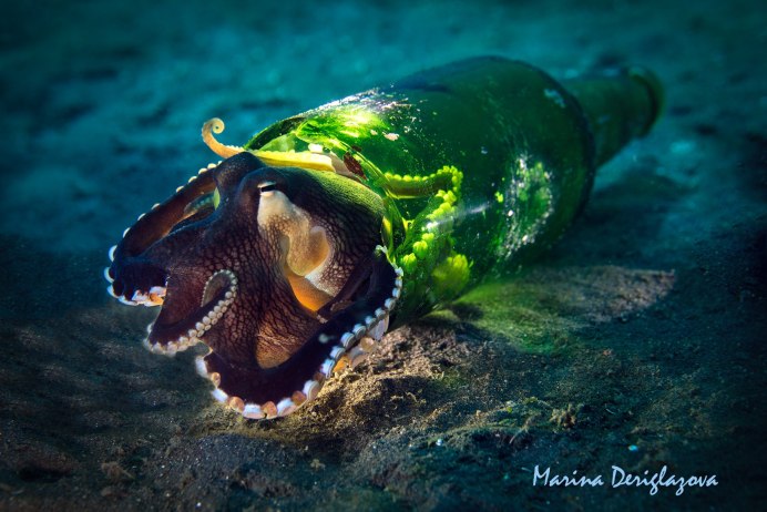 Кокосовый осьминог (Coconut Octopus)