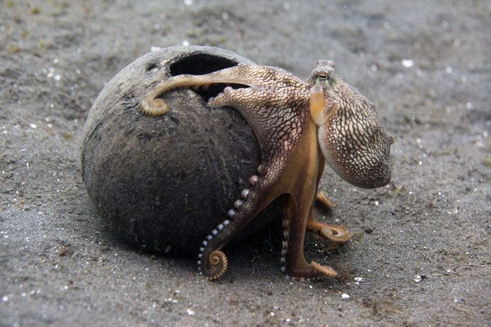 Кокосовый осьминог (Coconut Octopus)