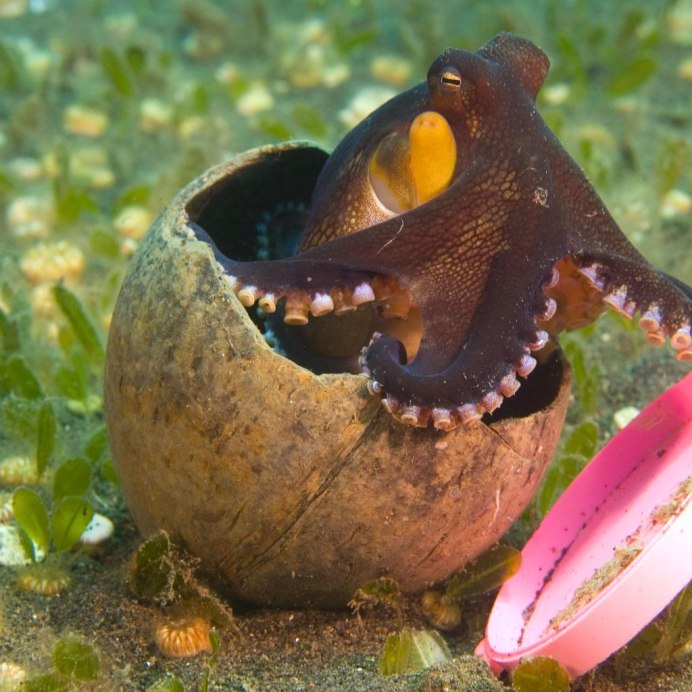 Кокосовый осьминог (Coconut Octopus)