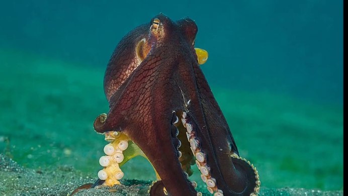 Кокосовый осьминог (Coconut Octopus)