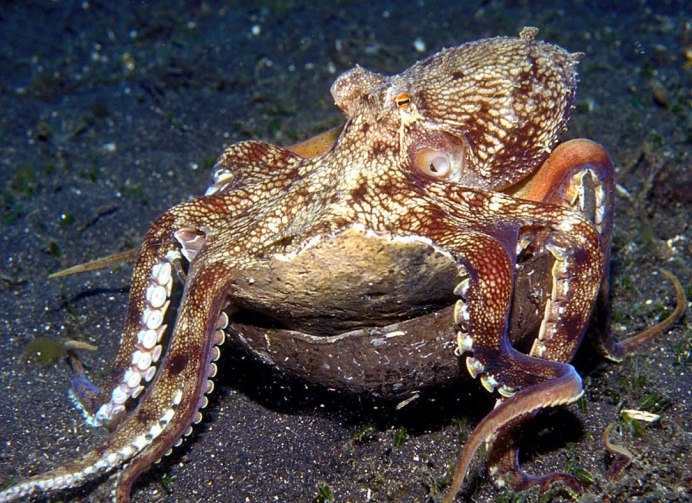 Осьминог на морском дне