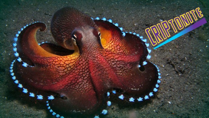 Amphioctopus marginatus