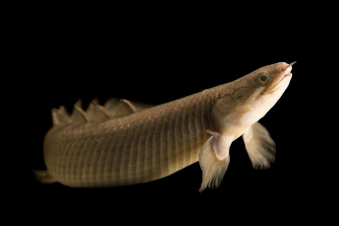 Полиптерус Сенегальский Polypterus senegalus