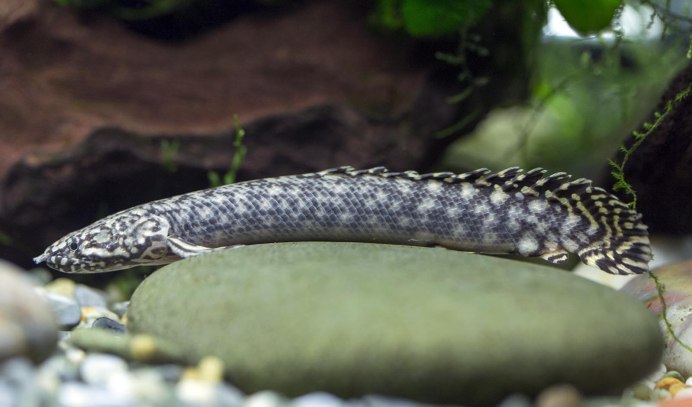 Полиптерус орнатипиннис (Polypterus ornatipinnis)